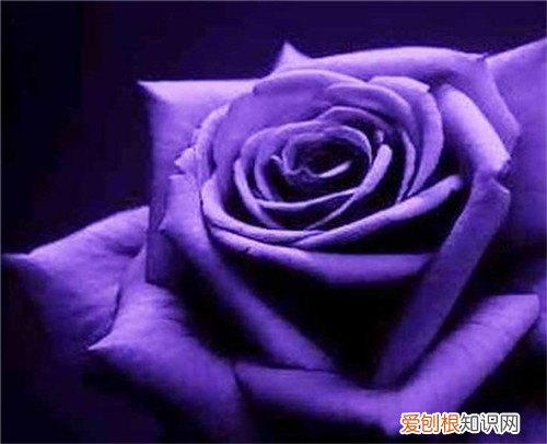 紫玫瑰花语 不同玫瑰花代表什么