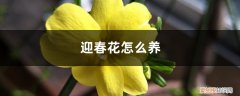 迎春花怎么养成独杆 迎春花怎么养