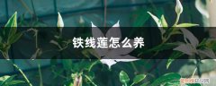 铁线莲怎么养植 铁线莲怎么养