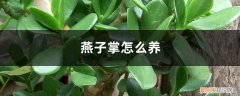 燕子掌怎么养才能长好 燕子掌怎么养