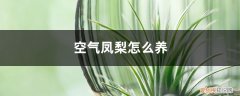 空气凤梨怎么养开花 空气凤梨怎么养