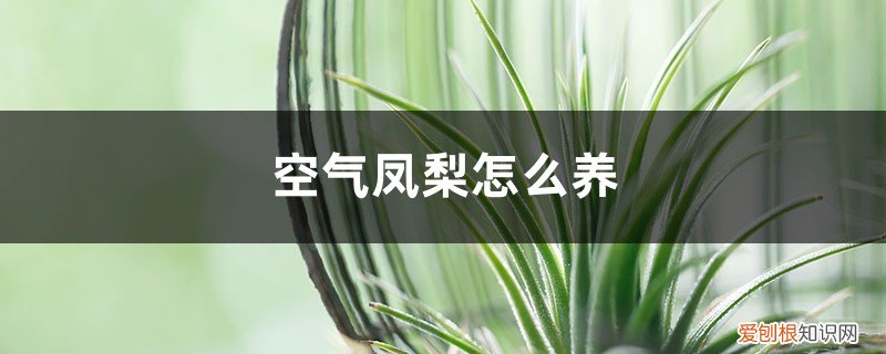 空气凤梨怎么养开花 空气凤梨怎么养