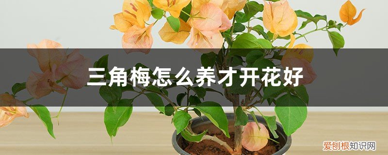 三角梅怎么养才开花好 百度网盘 三角梅怎么养才开花好