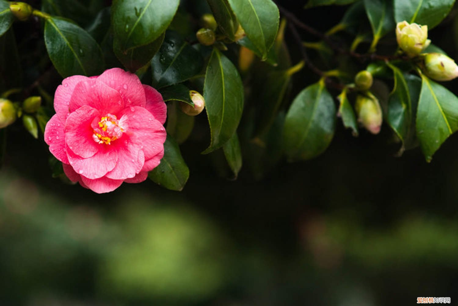 茶花要怎么样才养得好 茶花怎么养才长得好