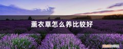 薰衣草怎么养比较好看 薰衣草怎么养比较好