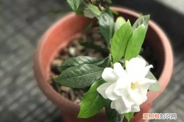 食醋浇花可以让土壤变酸性吗 酸碱土不能养？撒把灰浇点醋，花立马疯长！