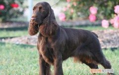 美国水猎犬优缺点 美国水猎犬优缺点有哪些