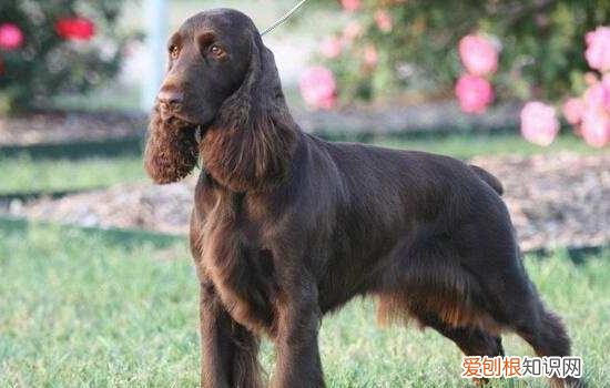 美国水猎犬优缺点 美国水猎犬优缺点有哪些