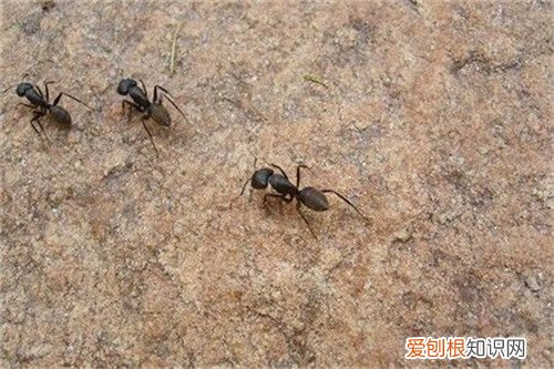 家里有蚂蚁是不好的征兆吗 如何快速除去家中的蚂蚁