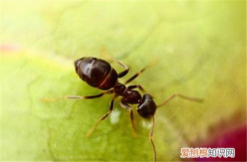 家里有蚂蚁是不好的征兆吗 如何快速除去家中的蚂蚁