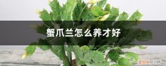 蟹爪兰怎么养好养 蟹爪兰怎么养才好