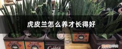 虎皮兰怎么养才长得好作文200 虎皮兰怎么养才长得好