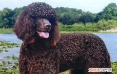 美国水猎犬多少钱一只 美国水猎犬多少钱