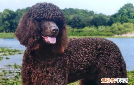 美国水猎犬多少钱一只 美国水猎犬多少钱