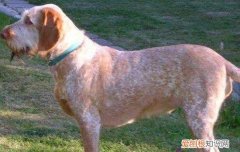 史毕诺犬掉毛吗 史毕诺犬掉毛严重吗