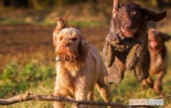 史毕诺犬哪里卖 史毕诺犬哪里可以买到