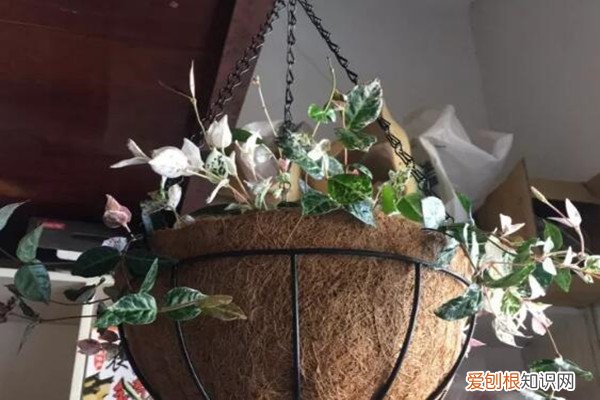 天花板挂花 把花吊上天花板，呼呼冒成大花球，好看又省地儿！