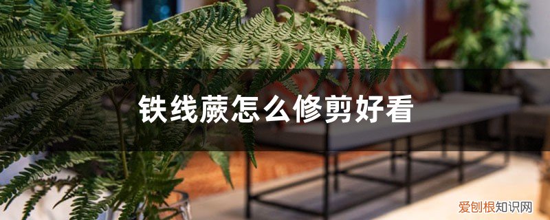 铁线蕨剪了还能长吗 铁线蕨怎么修剪好看,剃头多久发芽