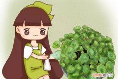 浇水加勺糖，叶子绿得流油，片片巴掌大！