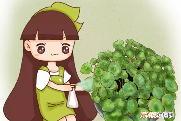 浇水加勺糖，叶子绿得流油，片片巴掌大！