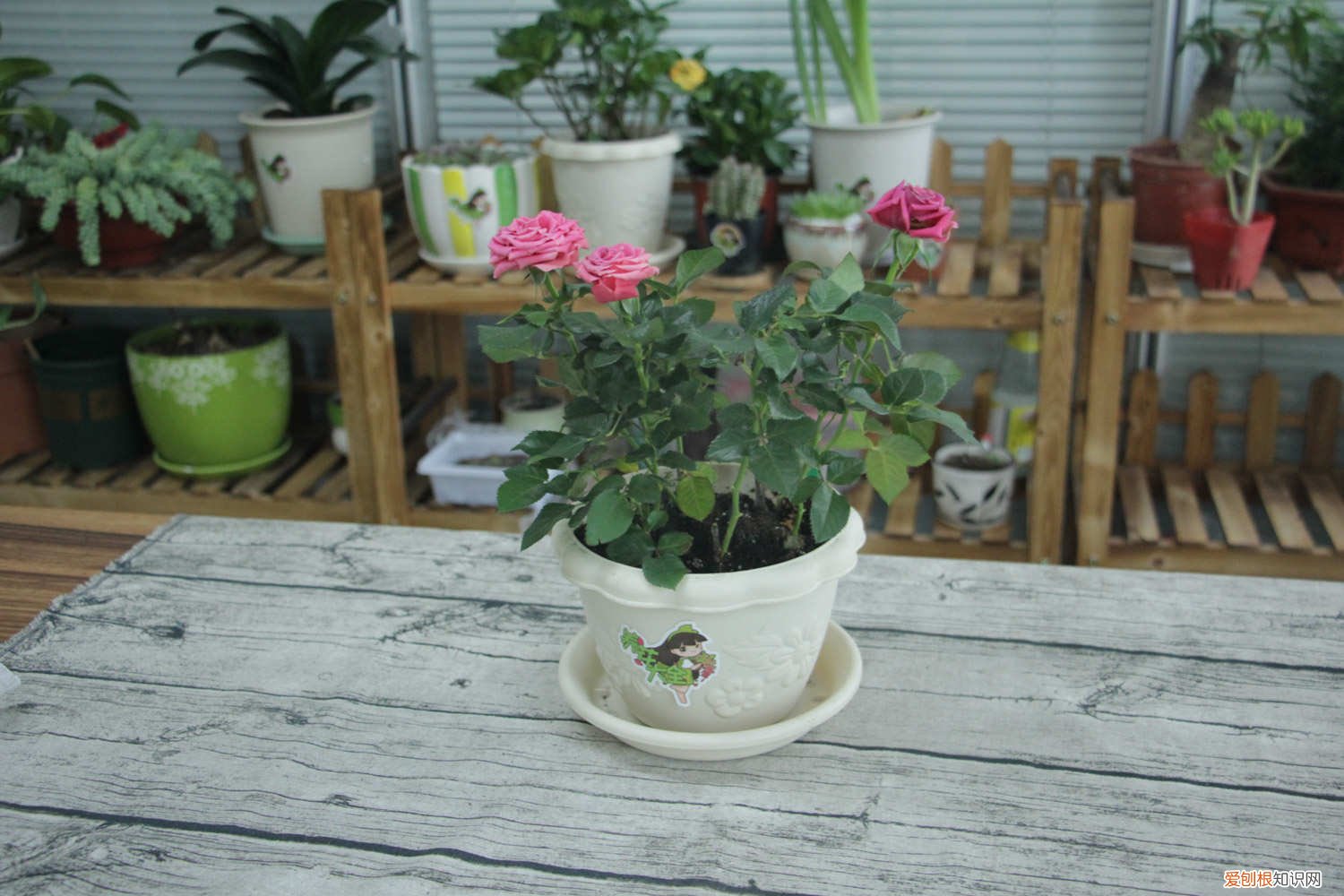 月季 杜鹃 月季杜鹃这么剪，花多枝壮，年年开爆盆！