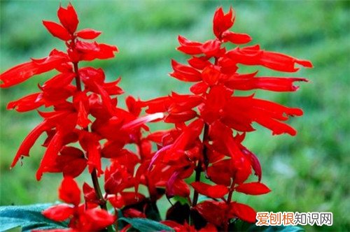 冬季盛开的花大盘点 哪些花卉不怕冷呢