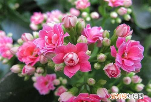 冬季盛开的花大盘点 哪些花卉不怕冷呢