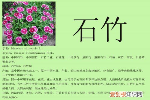 石竹花花语 石竹花怎么养
