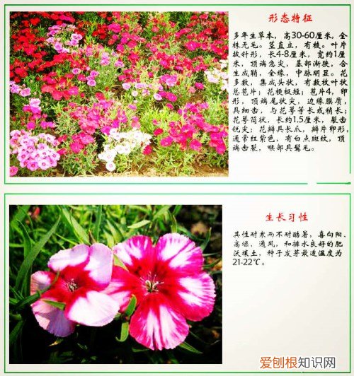 石竹花花语 石竹花怎么养