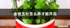 金枝玉叶怎么养才能开花多 金枝玉叶怎么养才能开花