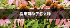 松果菊种子怎么种植 松果菊种子怎么种