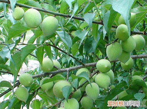青梅产地大盘点 青梅多少钱一斤