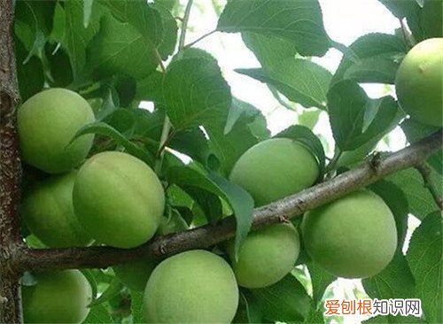 青梅产地大盘点 青梅多少钱一斤