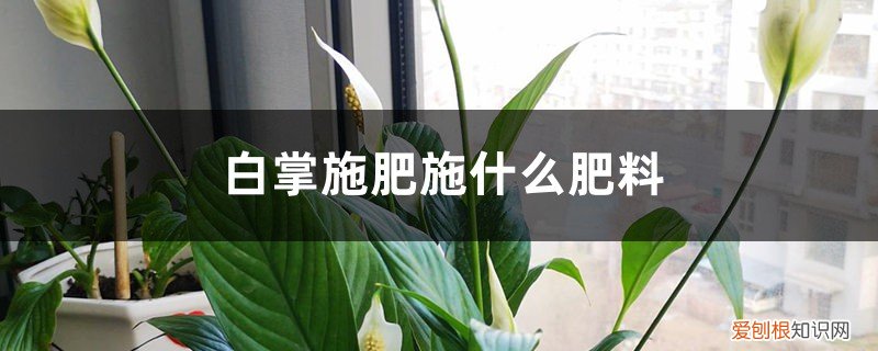 白掌施什么肥合适? 白掌施肥施什么肥料