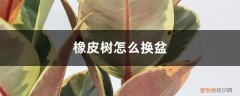 橡皮树怎么换盆土 橡皮树怎么换盆