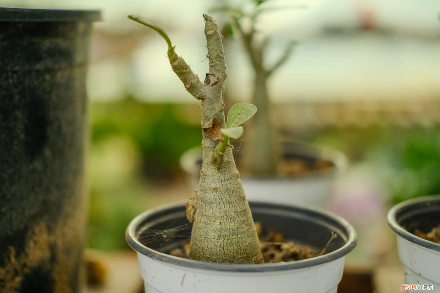 沙漠玫瑰怎样养根茎肥大 沙漠玫瑰小苗怎么养，怎样让根部膨大