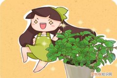 什么花驱甲醛 驱蚊虫吸甲醛…1盆花顶2个净化器！