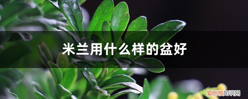 米兰用什么样的盆好养活 米兰用什么样的盆好