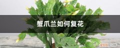 蟹爪兰养花技巧 蟹爪兰如何复花