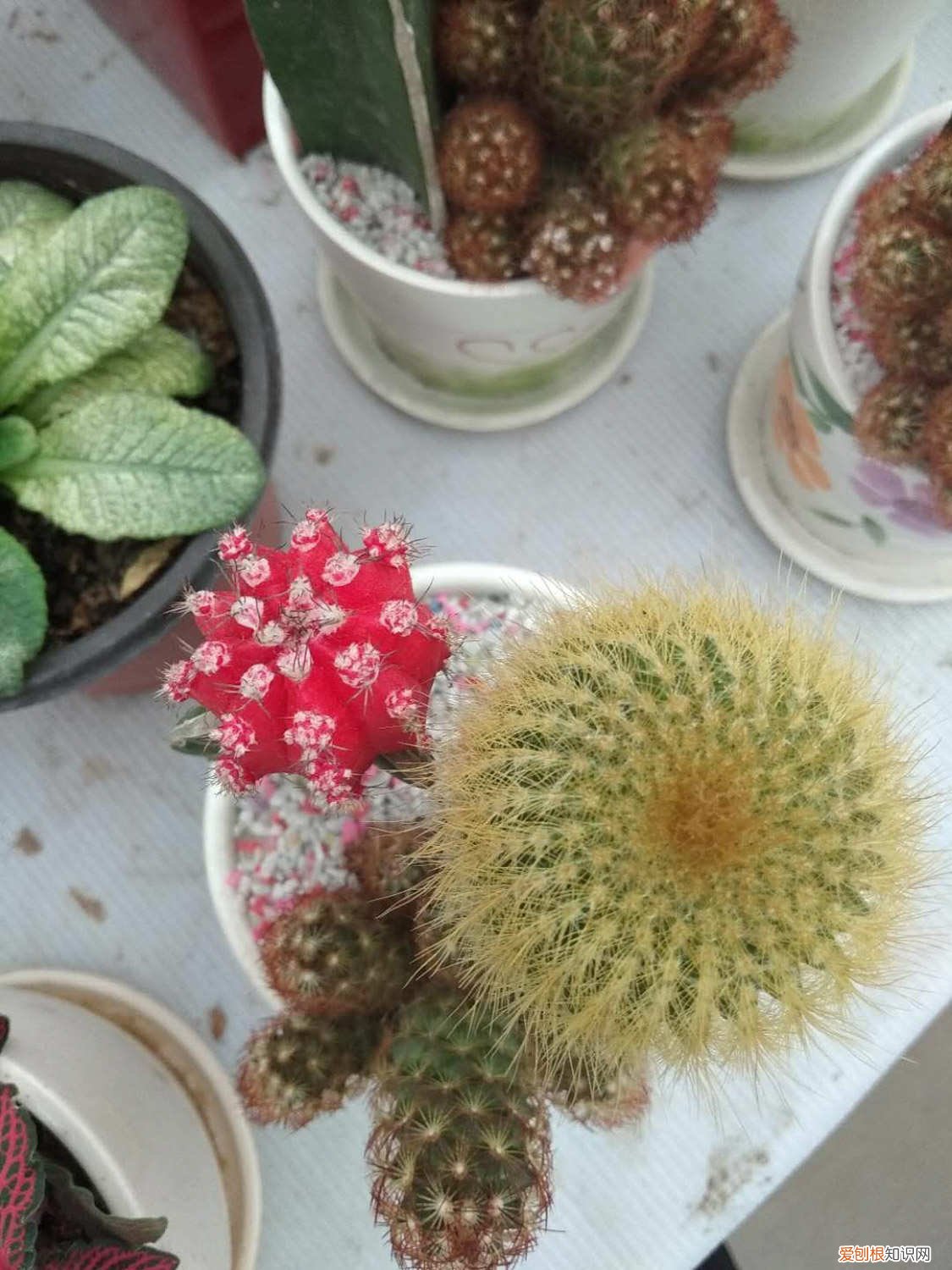 仙人球只开了一朵花 他家的仙人球开花100朵，你家的还在装死？到底为啥？