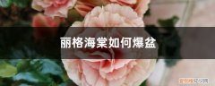 丽格海棠用什么花盆好 丽格海棠如何爆盆