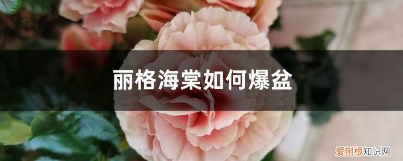 丽格海棠用什么花盆好 丽格海棠如何爆盆