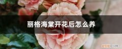 开花的丽格海棠如何养护 丽格海棠开花后怎么养