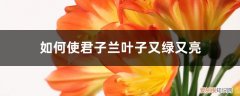 怎么能让君子兰叶子发亮 如何使君子兰叶子又绿又亮