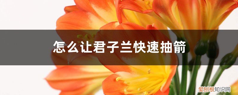 什么叫君子兰抽箭 怎么让君子兰快速抽箭