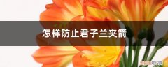 怎样防止君子兰夹箭叶子发黄 怎样防止君子兰夹箭