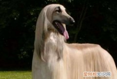为何中国禁止阿富汗犬 阿富汗犬被禁养的原因