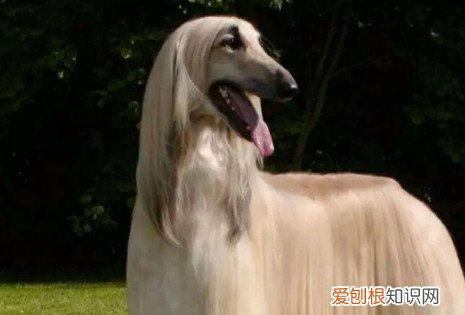 为何中国禁止阿富汗犬 阿富汗犬被禁养的原因