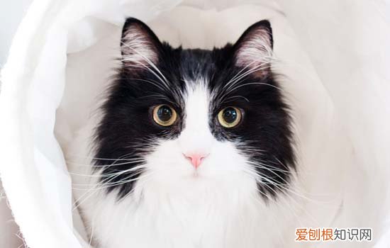 怎么养英短?养英短的注意事项 新手养英短注意事项