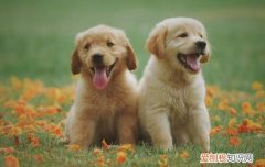 宠物狗幼犬应该吃什么 宠物狗幼犬应该吃的食物
